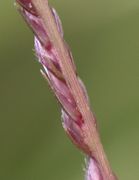 Es sitzen jeweils zwei Ährchen nebeneinander, nur auf einer Seite der Spindel. (Bild: W. Wohlers, JKI)