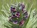 Cynoglossum-officinale Wolf-1 BIB.jpg