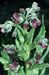 Cynoglossum officinale 3-148-34-1-3.jpg