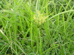 alt=Description of Cyperus esculentus.jpg picture.