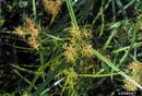 Cyperus esculentus IPM1558067.jpg