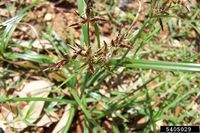 Cyperus rotundus IPM5405029.jpg