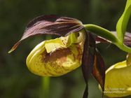 Cypripedium calceolus L.