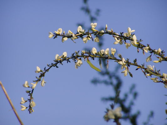 Cytisus multiflorus.jpg