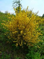 Cytisus scoparius 0001.JPG