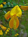 Cytisus scoparius 0002.JPG