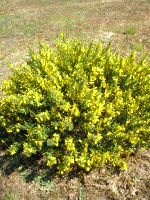 Holzige Fabaceae (Bäume, Sträucher, Halb- und Zwergsträucher)