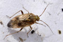 DSC09973 Heteroptera Lygus rugulipennis.jpg