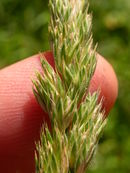 Dactylis glomerata (3821045678).jpg