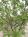 Damson plum tree in Kazanlak, Bulgaria.jpg