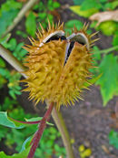 Datura stramonium 006.JPG