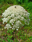 Daucus carota 003.JPG