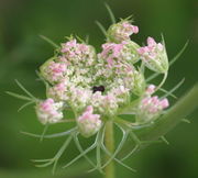 Die weißen Blüten sind häufig rosa gefärbt. Im Zentrum sitzt hier eine sehr große, dunkelviolette Zentralblüte. (Bild: W. Wohlers, JKI)