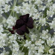Häufig ist die Zentralblüte auch größer als die normalen weißen. (Bild: W. Wohlers, JKI)