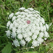 Ein aus sechszehn Blüten bestehendes, dunkelgefärbtes Zentraldöldchen. (Bild: W. Wohlers)