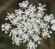 Die Dolden müssen keine dunkle Zentralblüte haben. Weiße Hüllblätter bei den Döldchen. (Bild: W. Wohlers, JKI)