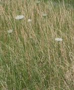 Eine 1,5 m hohe Pflanze im hohen Gras. (Bild: W. Wohlers, JKI)