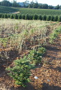 Im Christbaum-Anbau in den USA wird sie in jungen Plantagen bekämpft, da sie den kleinen Bäumen Konkurrenz um Wasser und Licht macht. (Bild: W. Wohlers)
