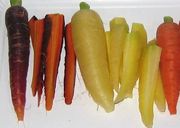 Gemüse-Karotten mit gelber oder dunkelvioletter Farbe. (Bild: W. Wohlers, JKI)