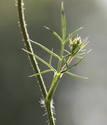 Oberes Blatt im Gegenlicht mit kleinem Seitentrieb. (Bild: W. Wohlers, JKI)