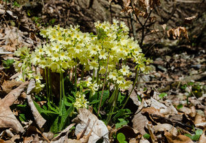 Hohe Schlüsselblume