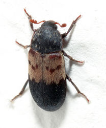 Gemeiner Speckkäfer: Alttier (adult) - André Karwath aka Aka, CC BY-SA 2.5