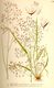 Deschampsia felxuosa