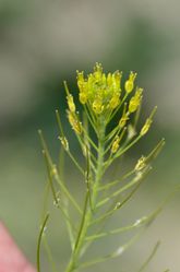Gewöhnliche Besenrauke: Blüte – Radio Tonreg, CC BY-SA 2.0