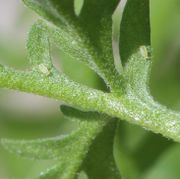 Auch die Blattunterseite ist mit kleinen Sternhaaren bedeckt. (Bild: W. Wohlers)