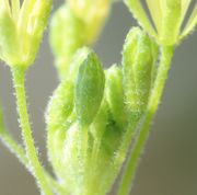 Blütenstiele wie Kelchblätter tragen Sternhaare. (Bild: W. Wohlers)