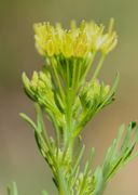 Ein noch wenig gestreckter Trieb mit Seitentrieben und Knospen. (Bild: W. Wohlers)