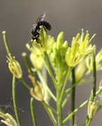 Die Blüten hier grün-gelben Blüten sitzen auf langen Stielen. (Bild: W. Wohlers, JKI)