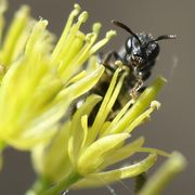 Weil’s so schön aussieht: Blüte mit Wildbiene. (Bild: W. Wohlers, JKI)