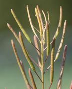 Die Schoten sind 3 bis 4 cm lang und werden doppelt so lang wie der Stiel. Pro Schote werden 20 oder mehr Samen gebildet.(Bild: W. Wohlers, JKI)