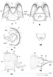 Figures 7–12. Dilar japonicus McLachlan. 7. Male genitalia, dorsal view; 8. Male genitalia, ventral view; 9. Male genitalia, lateral view; 10. Male ectoproct, caudal view; 11. Female genitalia, lateral view; 12. Female genitalia, ventral view. bc: bursa copulatrix; cg: colleterial gland; e: ectoproct; g: gonarcus = eleventh gonocoxites; gx9: ninth gonocoxite; gx10: tenth gonocoxite; hi: hypandrium internum; S7-9: sternite 7-9; T7-9: tergite 7-9. Scale bars: 0.5 mm.