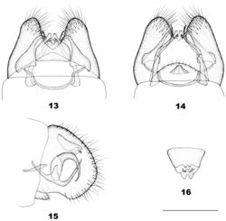 Figures 13–16. Dilar hikosanus Nakahara. 13. Male genitalia, dorsal view; 14. Male genitalia, ventral view; 15. Male genitalia, lateral view; 16. Male ectoproct, caudal view. Scale bars: 0.5 mm.