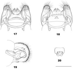 Figures 17–20. Dilar taiwanensis Banks. 17. Male genitalia, dorsal view; 18. Male genitalia, ventral view; 19. Male genitalia, lateral view; 20. Male ectoproct, caudal view. Scale bars: 0.5 mm.