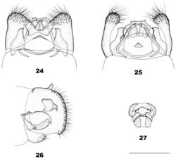 Figures 24–27. Dilar insularis sp. n. 24. Male genitalia, dorsal view; 25. Male genitalia, ventral view; 26. Male genitalia, lateral view; 27. Male ectoproct, caudal view. Scale bars: 0.5 mm.