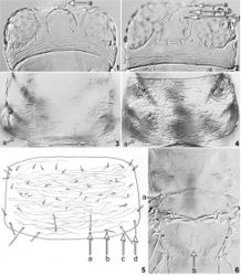 Figures 1–6. Psilothrips spp: Head (1) Psilothrips pardalotus; female (a: ocellar setae I) (2) Psilothrips zygophylli; paratype (a, b, c: ocellar setae I-III; d: pigmented facet). Pronotum (3) Psilothrips bimaculatus; female (a: no elongate posteroangular setae) (4) Psilothrips priesneri; female (a: no elongate posteroangular setae) (5) Psilothrips zygophylli; holotype (a: S1, b: S2, c: S3, d: S4). Pro, meso and metanotum (6) Psilothrips pardalotus; female (a: posteroangular setae, b: metanotal sculpture).