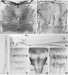 Figures 7–13. Metanotum (7) Psilothrips priesneri; female (a: metanotal sculpture) (8) Psilothrips zygophylli; paratype (a: metanotal sculpture; b, c: median setae). Antenna (segments II–VIII) (9) Psilothrips zygophylli; paratype. Forewing (10) Psilothrips zygophylli; paratype (a: setae). Abdominal tergites (11) Psilothrips pardalotus (V–VIII); female (a, b: median tergal setae) (12) Psilothrips priesneri (VIII–X); female (a, b: campaniform sensilla; c: tergite X without split) (13) Psilothrips zygophylli (VI–VIII); paratype (a, b: median tergal setae).