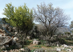 Figure 14. Acer sempervirens at different stages of bud-break. On the tree at left only Pristiphora cretica adults were found and on tree at right only Pristiphora tetrica. Crete, Lasithi Pref., Pinakiano, late March 2013.