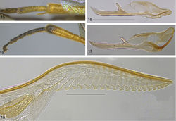 Figures 15–19. 15–16. Pristiphora [subbifida group], Crete, ♂. 15, apex of metatibia and part of tarsus. 16, penis valve, scale = 0.5 mm. 17–19. Pristiphora tetrica, Crete. 17, penis valve, ♂, scale = 0.2 mm. 18, lancet, ♀, scale = 0.2 mm. 19, metatarsus and apex of metatibia, ♂.