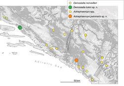 Figure 2. Geographical distribution of the Dinaric aphaenopsoid trechines of the genera Derossiella and Adriaphenops. Source of data: [http://subbio.net/db/ http://subbio.net/db/