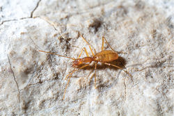 Figure 3. Derossiellalukici sp. n. in its habitat in the cave Biokovka, Golubinjak, Mt Biokovo (Photo courtesy of P. Bregović).