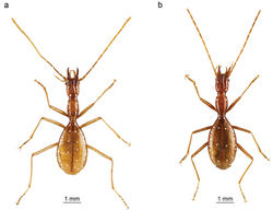 Figure 4. Habitus of Derosiella species. Derossiellalukici sp. n. (a) and Derossiellanonveilleri(b). Chetotaxy is presented as white points (photo courtesy of Dušan Beňo).