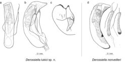 Figure 5. Male and female genitalia of Derossiella representatives: aedeagus of D.lukici sp. n., dorsal view (a); and lateral view (b); female genitalia gonocoxite 1 and 2 (basal and apical segments of gonostylus) copulatory piece of D.lukici sp. n. (c); and D.nonveilleri, lateral view of male aedeagus with parameres detached (d) (illustration by Fedor Čiampor).