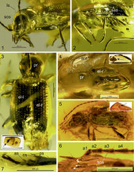 Figures 1–7. Balticeler kerneggeri gen. nov., sp. nov., light microscopic images of the holotype (coll. Kernegger 235; 1–3), paratype 1 (OSAC 000-2900006; 4), paratype 2 (coll. Groehn 8234; 5–7); the enclosed photographs in 3–5 show the general view of the respective amber pieces, with arrows pointing to the respective location of the carabid fossil. 1. Frontolateral view of the fossil specimen. 2. Posterolateral view of the fossil specimen (the arrows point to the two setae on left side of abdominal segment VII). 3–5. Dorsal (3, 4) respectively left dorsolateral view (5) of the fossil specimens. 6. Head, left dorsolateral view (the white arrows point to the insertions of the four clypeal setae). 7. Right protarsomeres and anterior part of tibia with antenna cleaner, anterior surface. Abbreviations: a1–a4 – antennomeres 1–4; ant –antenna; as – protibial anterior spur; cs – clip setae of antenna cleaner; el-l – left elytron; el-r – right elytron; hw – hind wing; ls – pronotal lateral seta; pr – pronotum; ps – protibial posterior spur; s1, s8 – 1st resp. 8th elytral stria; sas – subapical seta of elytra; sos –supraorbital seta.