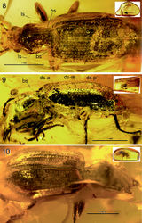 Figures 8–10. Balticeler kerneggeri gen. nov., sp. nov., light microscopic images of the paratype 3 (OSAC 000-2900387; 8), paratype 4 (OSAC 000-2900600; 9), paratype 5 (coll. Sciaky; 10); the enclosed photographs show the general view of the respective amber pieces, with arrow in 8 pointing to the location of the carabid fossil. 8. Dorsal view. 9. Left lateral view. 10. Right dorsolateral view. Abbreviations: bs – pronotal basal seta; ds-a, ds-m, ds-p – anterior, medial respectively posterior discal seta on right elytron; ls – pronotal lateral seta.