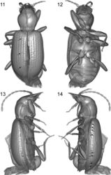 Figures 11–14. Balticeler kerneggeri gen. nov., sp. nov., volume rendering of the holotype. 11. Dorsal aspect (the black arrows point to the positions of the discal seta on left elytron). 12. Ventral aspect. 13. Right lateral aspect. 14. Left lateral aspect (the black arrows point to the positions of the seta of the umbilicate series on left elytron).