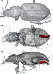 Figures 26–28. Balticeler kerneggeri gen. nov., sp. nov., volume rendering of the paratype 1 (OSAC 000-2900006) using different grey scales. 26, 27. Dorsal aspect. 28. Right lateral aspect. The aedeagus (highlighted by red colour) was separated by the segmentation function of Amira software in 27 and 28. Abbreviations: bb – air bubble attached to the left posterior part of the beetle body; ph – shrunken and posteriorly displaced head capsule of the fossil specimen.